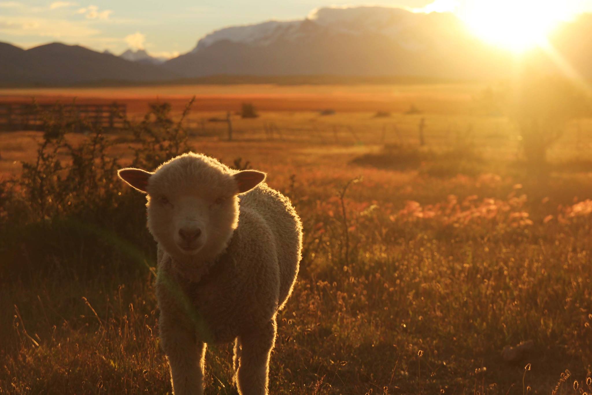 Free sheep!